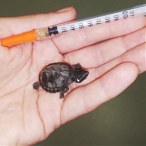 Svetový deň korytnačiek - Pomoc potrebujú aj takéto stvorenia