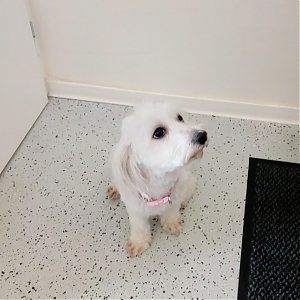 Prípad z ambulancie: Dvojročná sučka maltézského psíka mala náročný deň
