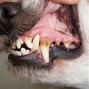 Zvýhodnená februárová ponuka: Dentálna hygiena