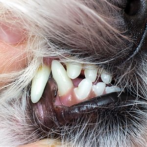 Zvýhodnená februárová ponuka: Dentálna hygiena
