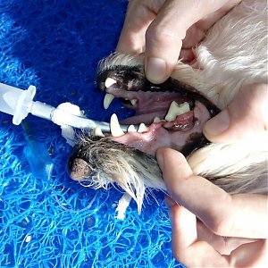 Prípad z ambulancie: Zubný kameň potrápil Jimina