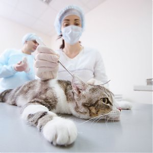 Kastrácia kocúra a sterilizácia mačky