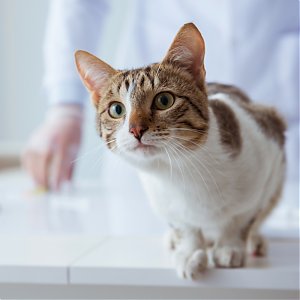 Ako prebieha zákrok: Kastrácia kocúrov a sterilizácia mačiek