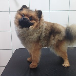 Poznáte plemeno Pomeranian?