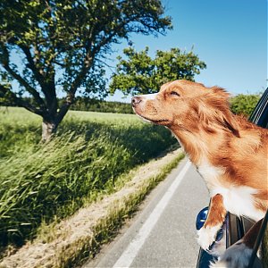 Praktické rady ako bezpečne cestovať autom so zvieratkom