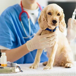 Povinné čipovanie psov od 1.11.2019 – čo znamená pre majiteľov ?