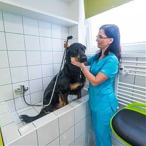V príjemnom prostredí sa cítia lepšie aj zvierací pacienti