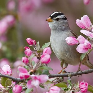 Svetový deň vtáctva: Jarné vtáčie putovanie