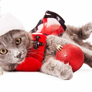 Vianočné sviatky alebo ako udržať naše mačky v bezpečí