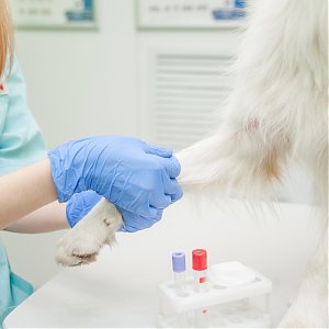 Preventívne vyšetrenie krvi u starších psov a mačiek