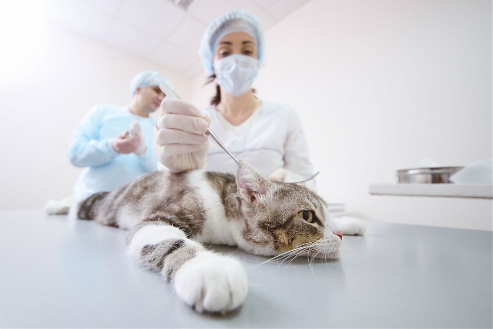 Kastrácia kocúra a sterilizácia mačky