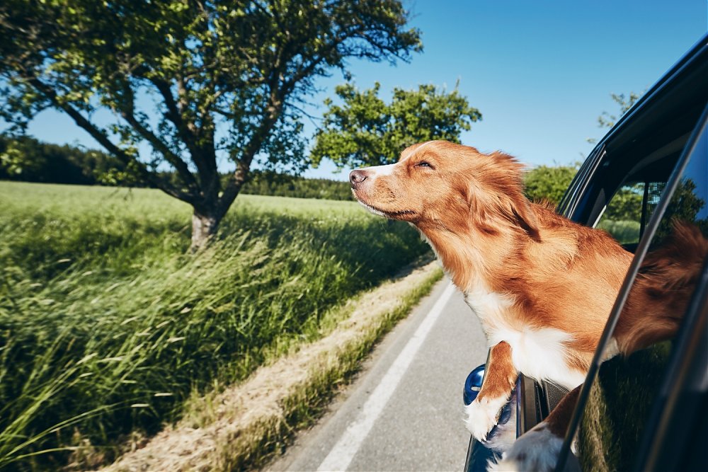 Praktické rady ako bezpečne cestovať autom so zvieratkom
