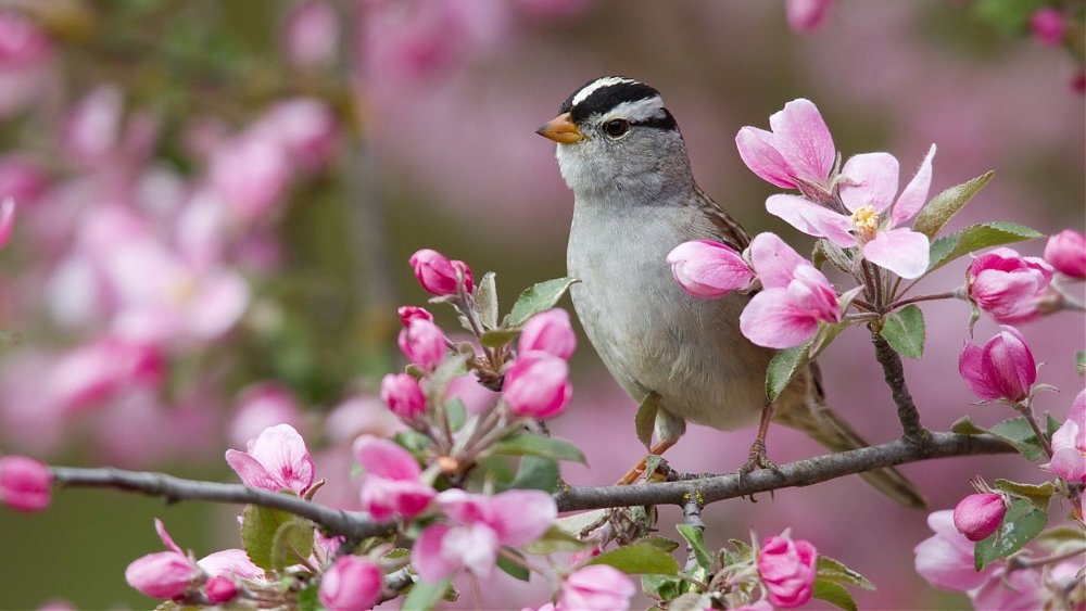 Svetový deň vtáctva: Jarné vtáčie putovanie