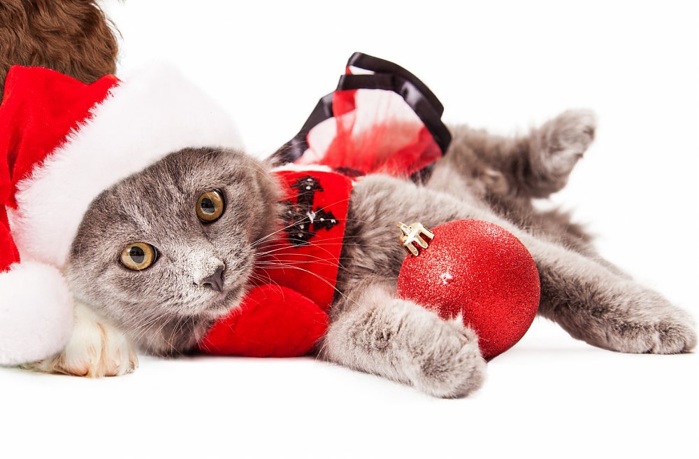 Vianočné sviatky alebo ako udržať naše mačky v bezpečí